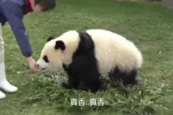 大熊貓在日本動物園，過著大爺般生活，熊貓：爺就是不起來！ 未分類 第5張