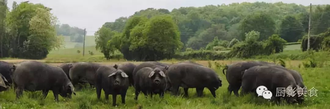 世界顶级猪肉大全_鹿儿岛