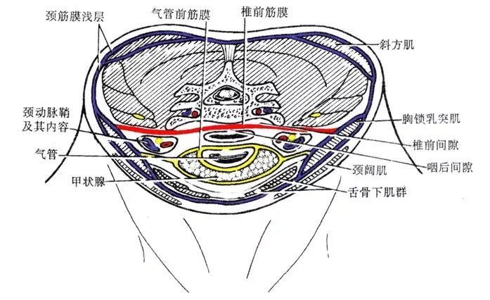 容易被忽视的颈部精细解剖有必要了解