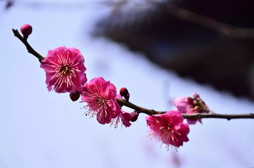 这小城梅花开得正好,惊艳了冬天!