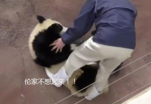 大熊貓在日本動物園，過著大爺般生活，熊貓：爺就是不起來！ 未分類 第2張