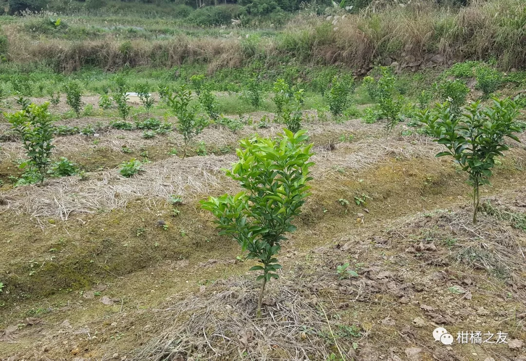 柑橘幼树2月管理要点,精彩抢先看!