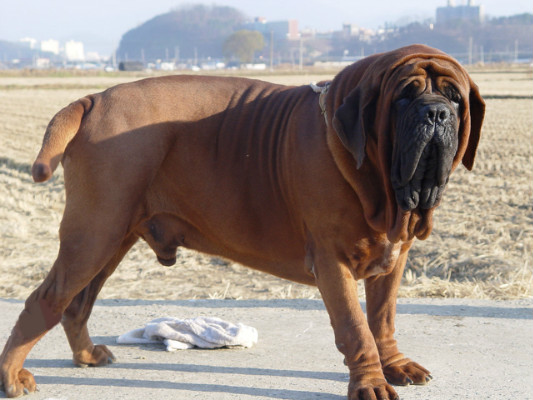 因殺傷力太大，需要培訓考核，才能飼養的猛犬，鬥犬中的常勝建軍 寵物 第5張