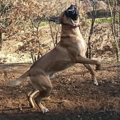 因殺傷力太大，需要培訓考核，才能飼養的猛犬，鬥犬中的常勝建軍 寵物 第4張