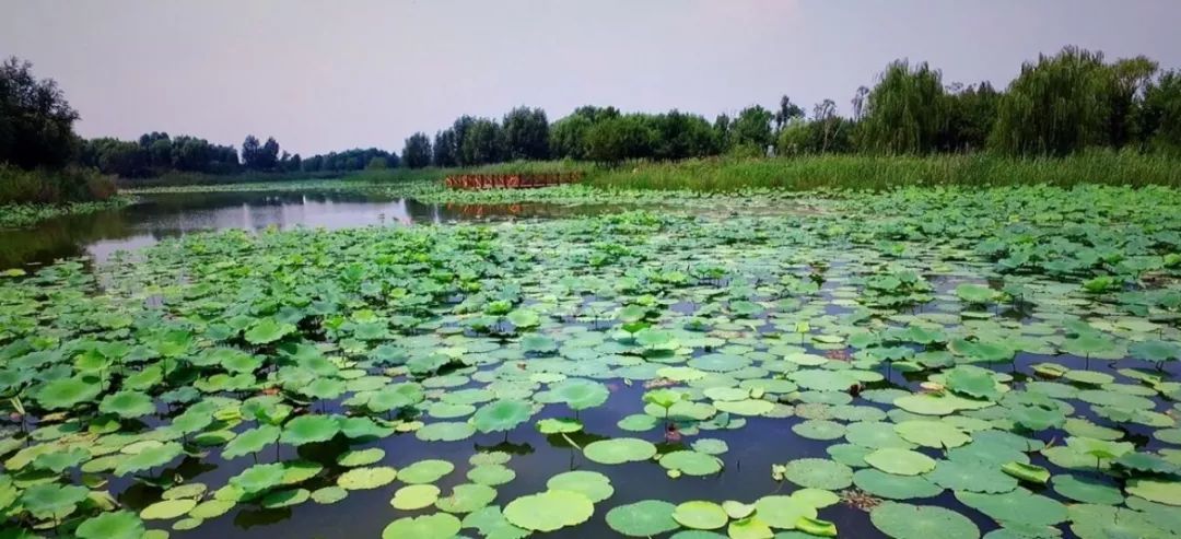 济西湿地公园五一开放!济南又多一城市名片!家门口的"清肺圣地!