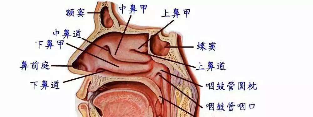 咽部的解剖知识