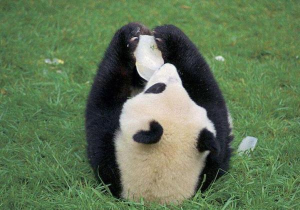 大熊貓在日本動物園，過著大爺般生活，熊貓：爺就是不起來！ 未分類 第1張