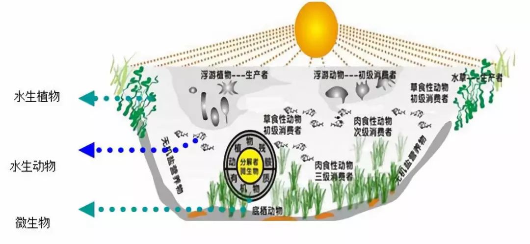 因此,如何精心维护池塘水生态系统,使之能更好地发挥自身的功能,已