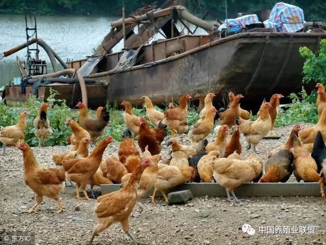 今日畜牧头条2019养殖业如何开局看三个养殖户转型的样本