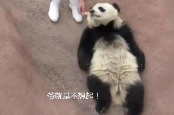 大熊貓在日本動物園，過著大爺般生活，熊貓：爺就是不起來！ 未分類 第4張