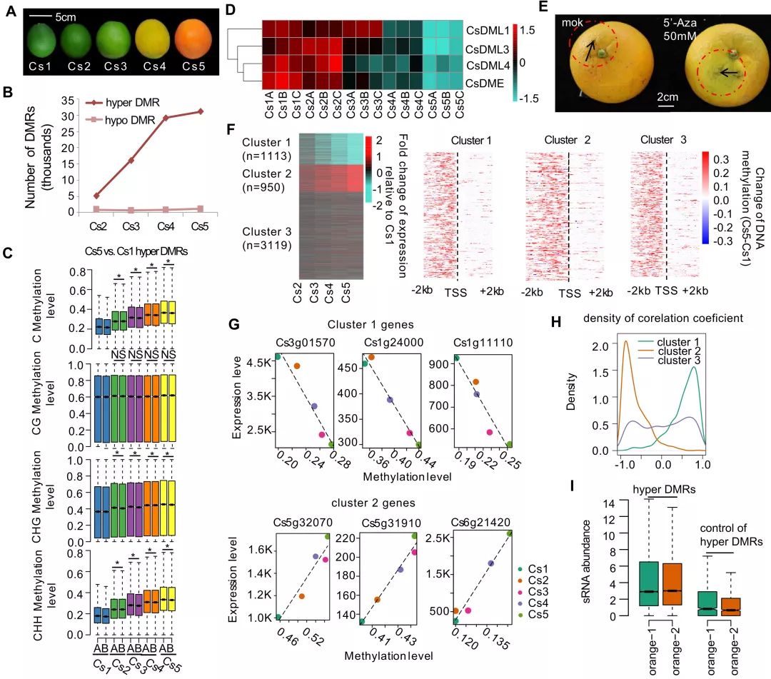 该研究通过整合分析五个成熟时期柑橘全基因组dna甲基化和转录组数据
