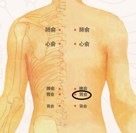 轻松找穴:胃俞在背部,第十二胸椎棘突下,旁开1.5寸.