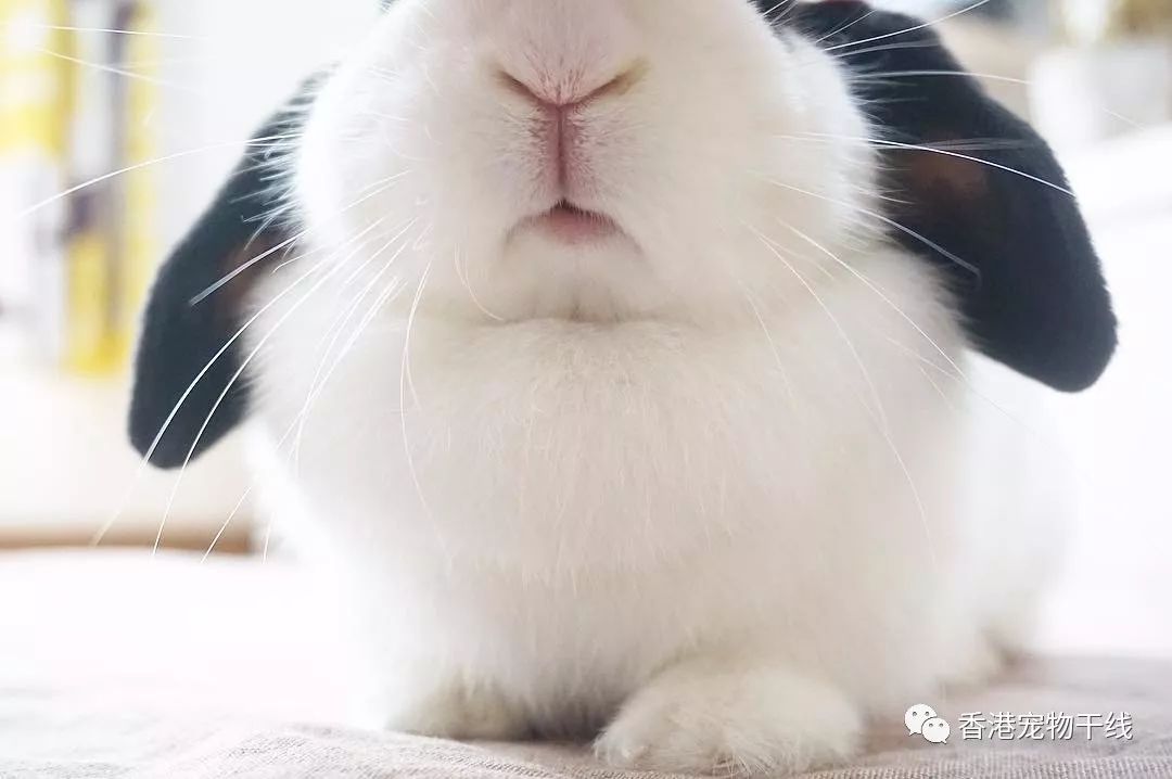 没想到你是这样的兔子!