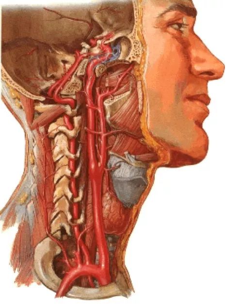 容易被忽视的颈部精细解剖有必要了解