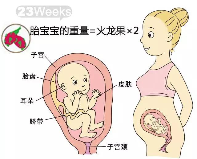 孕期140周胎儿到底有多大