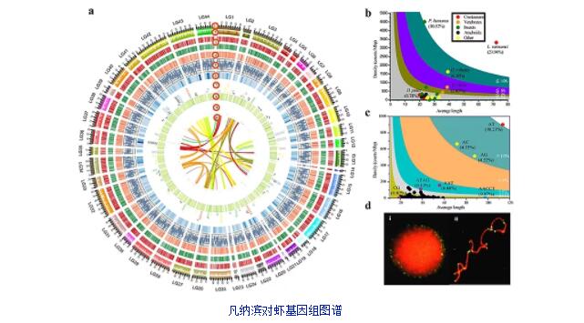 天津生物晶片再次發力破譯對蝦基因組並獲得國際首個高質量對蝦基因組參考圖譜 科技 第2張