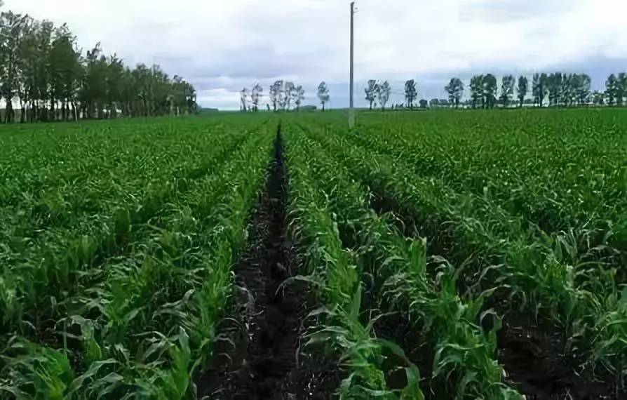 农科院重点推荐玉米宽窄行交替种植,节本又增效!