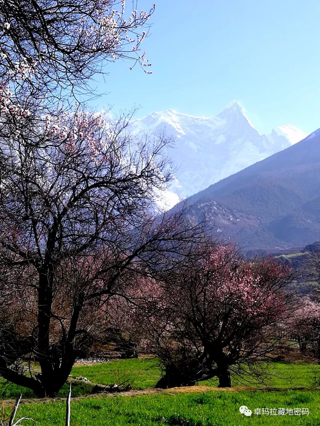 世界天河雅鲁藏布江畔漫山遍野的野生桃花朵朵开,雅鲁藏布大峡谷入口