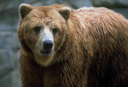 三百公斤東北虎，能夠捕殺五百公斤的棕熊嗎？答案出乎眾人意料 未分類 第4張