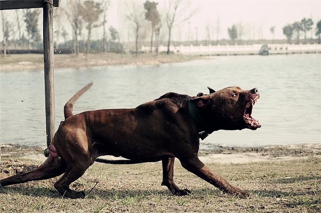 斗犬之王:比特犬