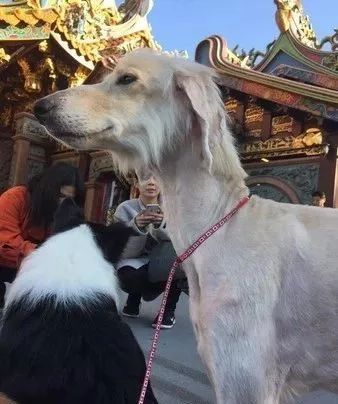 领养了一只阿富汗猎犬后，家里的澳牧竟然变柯基了！