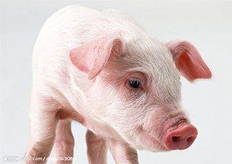 動物世界中七大「高智商」物種 竟然有豬，再也不能罵豬蠢了 未分類 第4張