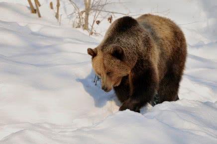 三百公斤東北虎，能夠捕殺五百公斤的棕熊嗎？答案出乎眾人意料 未分類 第2張