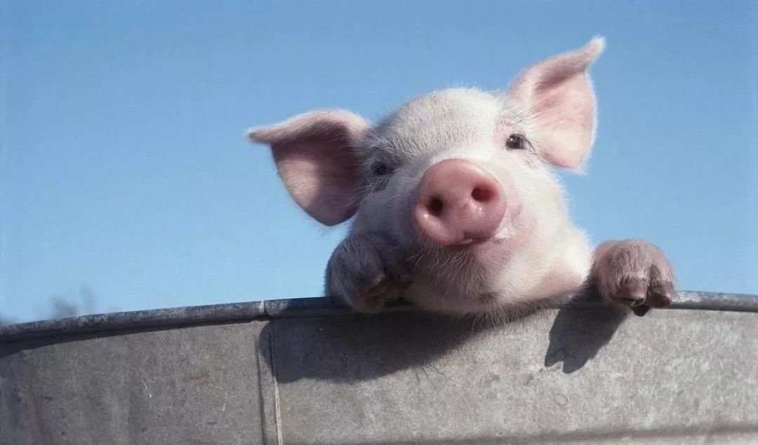 猪年说猪:与"pig"有关俚语