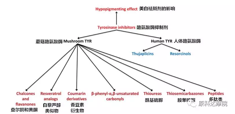 皮肤美白剂:酪氨酸酶抑制剂的药物化学前景(上)