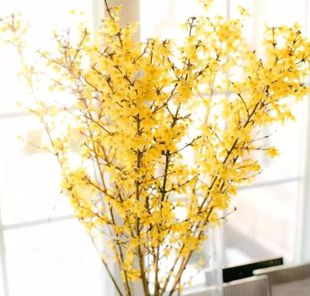 满眼金黄的花朵璀璨盛放,淡雅的花香萦绕鼻尖,新年的财运,财气都已挂