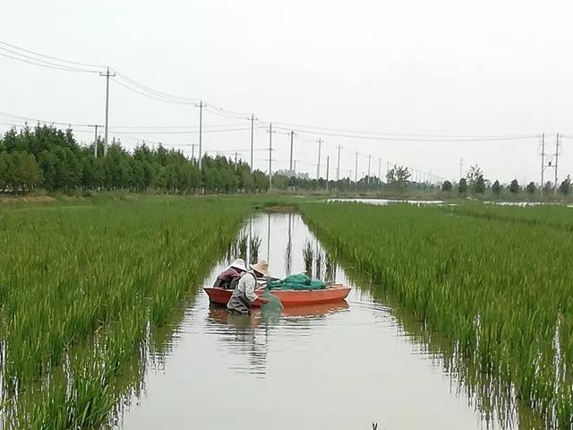 河南信阳,湖北荆州等虾稻共生的精养池塘 究其原因,虾稻共生的