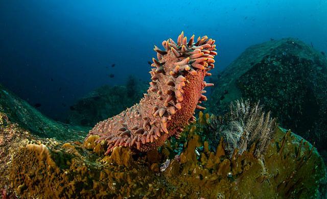 原創 海洋生物的「魔法」，身體如氣球般膨脹7倍，速度高達每天90公里 科技 第1張