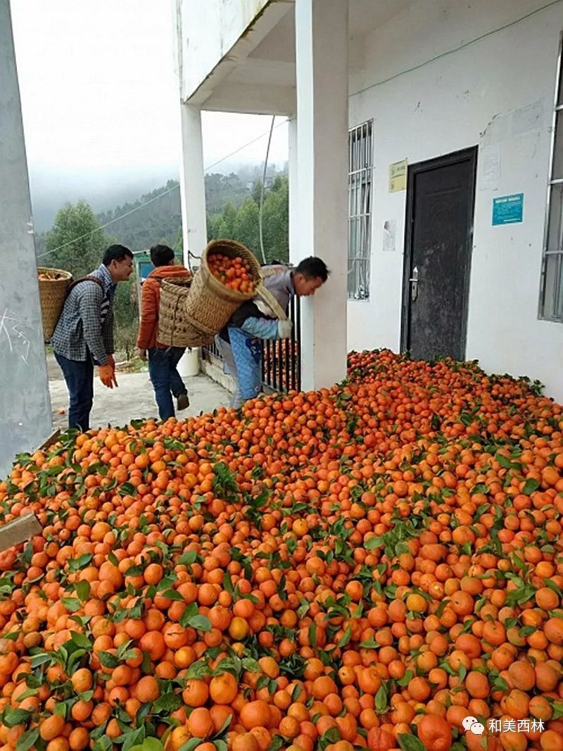 小水果—大产业!西林沙糖桔乘网络专线飞向全国各地