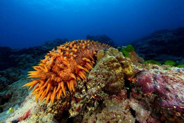 原創 海洋生物的「魔法」，身體如氣球般膨脹7倍，速度高達每天90公里 科技 第4張