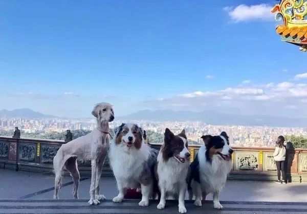 领养了一只阿富汗猎犬后，家里的澳牧竟然变柯基了！