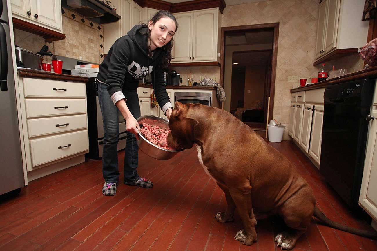 每天吃4斤牛肉，這種巨型犬很多國家明令禁止，他們卻養來當保姆 寵物 第2張