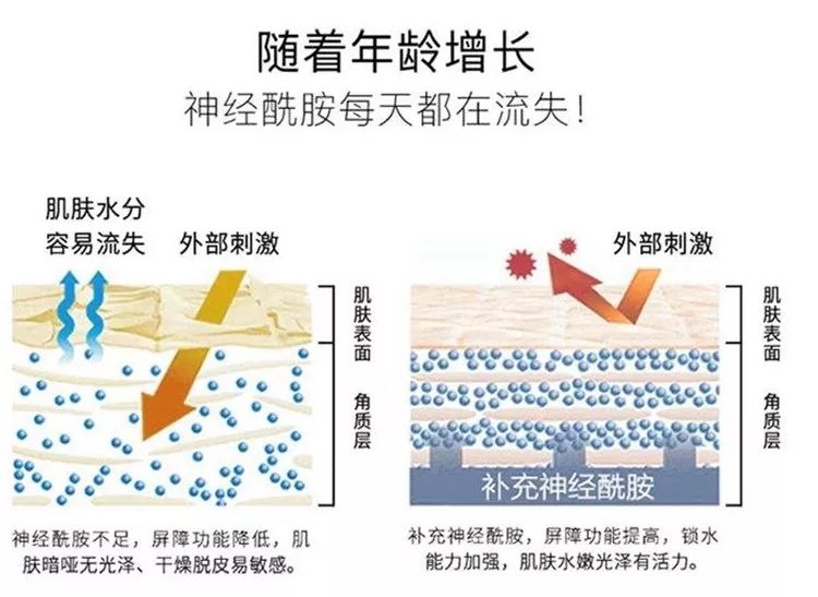 因为皮肤中的锁水因子:神经酰胺不断的流失.