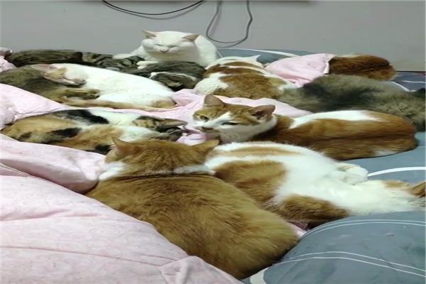原創
            男子收養32只流浪貓，每天醒來床上堆滿了貓，網友：一堆人民幣啊 寵物 第3張