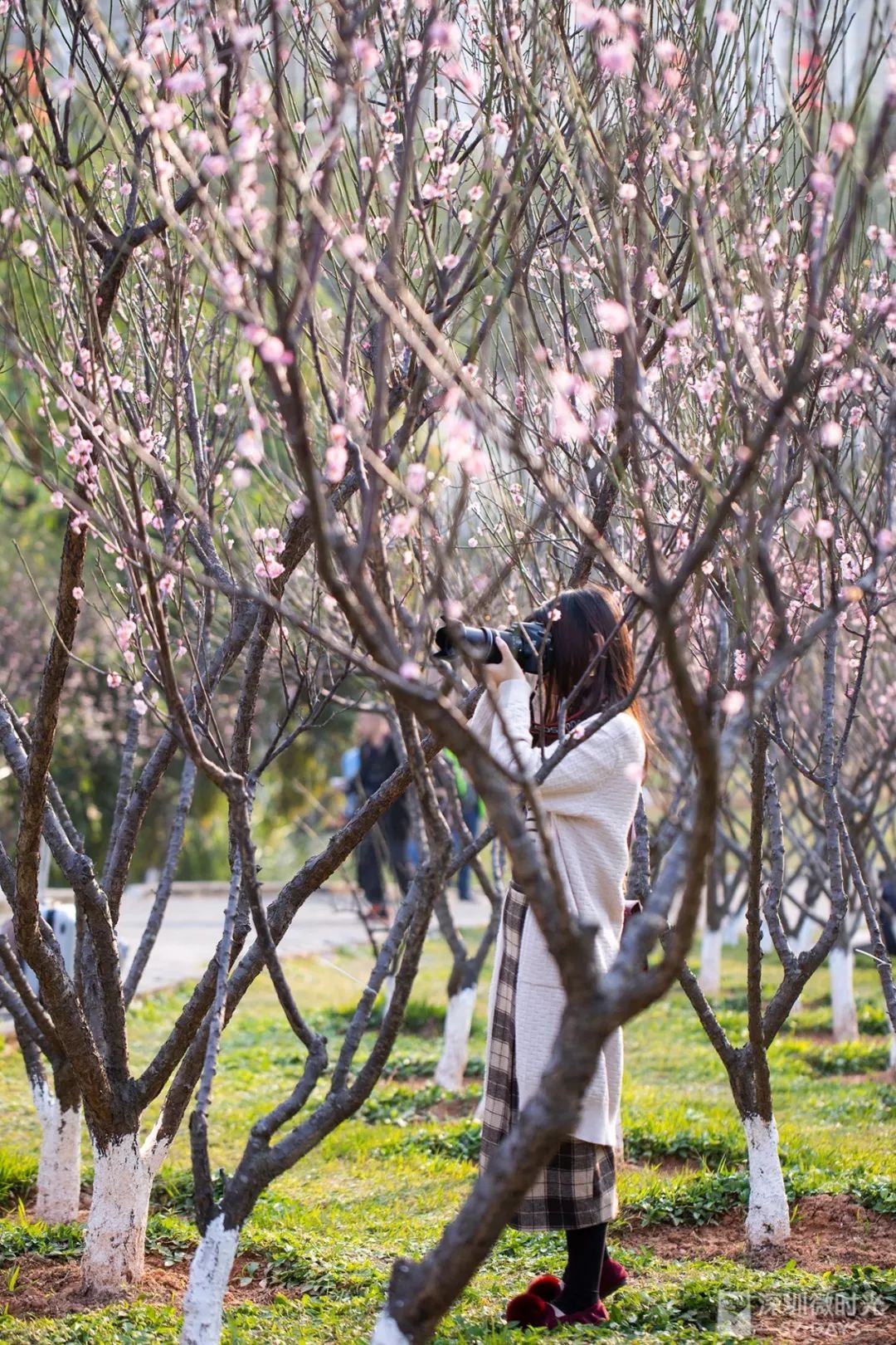 新的一年就从赏梅花开始吧~梅园地址:深圳福田区北环大道与安托山九路