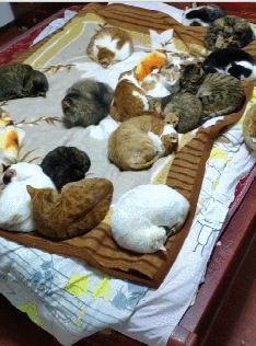 原創
            男子收養32只流浪貓，每天醒來床上堆滿了貓，網友：一堆人民幣啊 寵物 第4張
