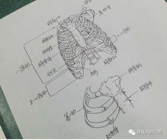 解剖手绘图走红:被医学"耽误"的画家