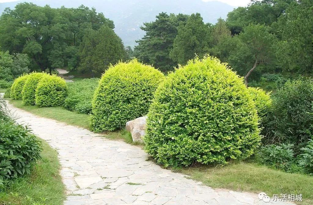 枝繁叶茂,四季常青,果熟时红若丹珠,赏心悦目,是庭园中的优良观赏树种