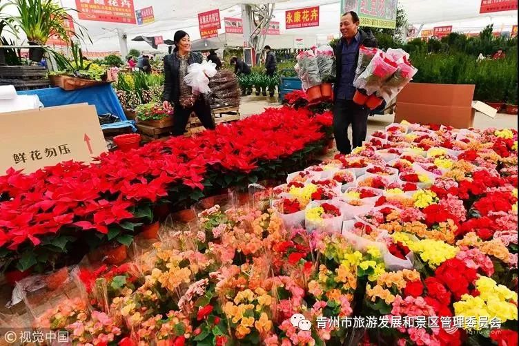 春节将至,年味越来越浓,位于青州黄楼街道的中国(青州)花卉苗木交易