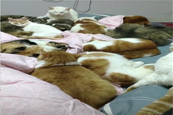 原創
            男子收養32只流浪貓，每天醒來床上堆滿了貓，網友：一堆人民幣啊 寵物 第2張