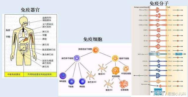 免疫系统当然不仅限于皮肤粘膜,它在人体有一个很庞大的"部队,按从大