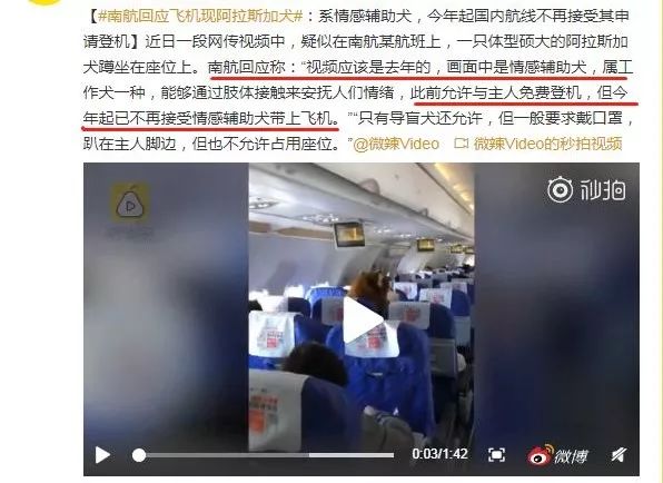 乘坐南方航空时看到一条狗，原来有些狗可以在国内坐飞机！