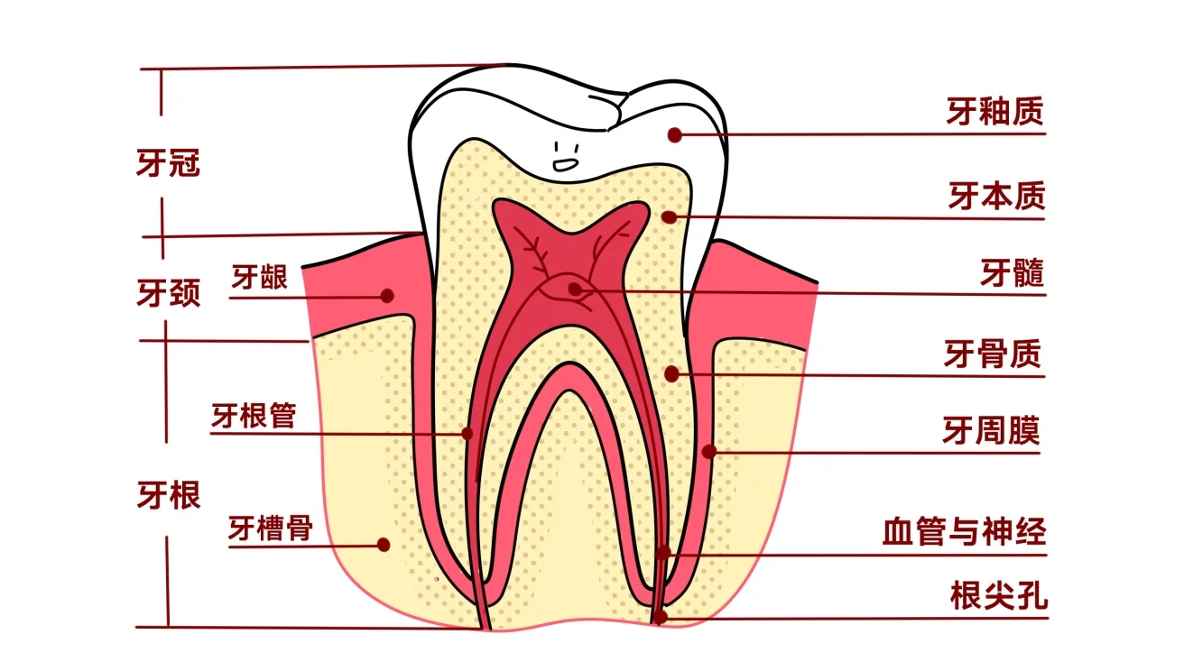 牙齿的结构 如下图所示,小小的一颗牙齿,有着复杂的结构