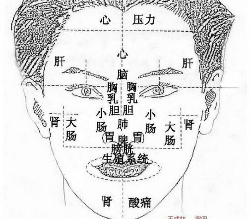 关于脸上的痘痘,其实看一下经络循行图,根据经络线路,沿经而出的就是