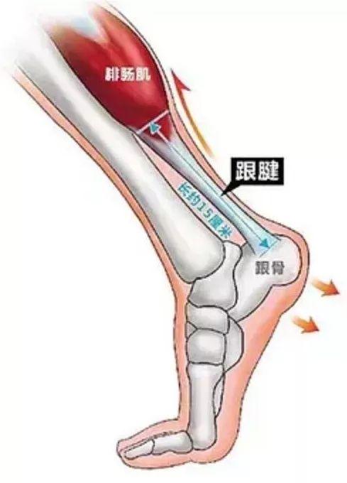 跟腱是位于踝关节后方的一条人体最大的肌腱,它连接小腿后方的肌肉群