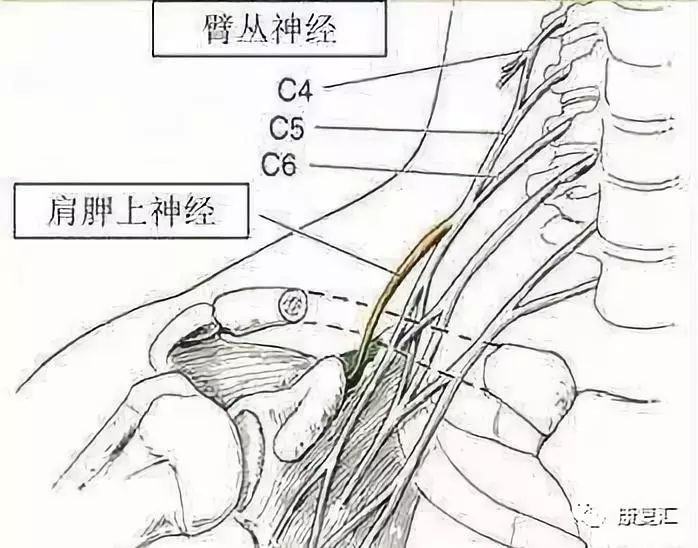 2,臂丛神经牵拉试验 患者坐位,头微屈,检查者立于患者被检查侧,一手